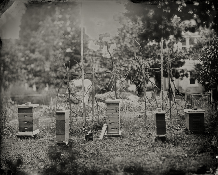 tintypes of five bee hives in philly 
