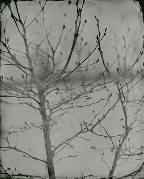 Buds, Connecticut, 2010, 8x10" tintype